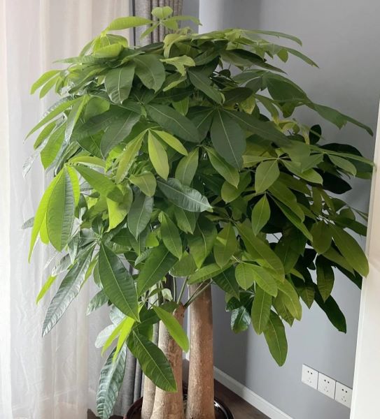 好养的大型绿植有哪些「好养的大型绿植有哪些 室内」_1